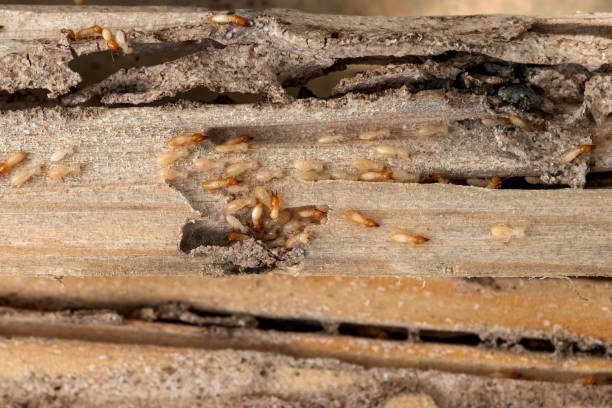 Best Pest Prevention Services  in Chinook, MT